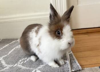Rescue Lionhead Rabbits for Adoption in Westford, Massachusetts - Mr Pants | PetCurious