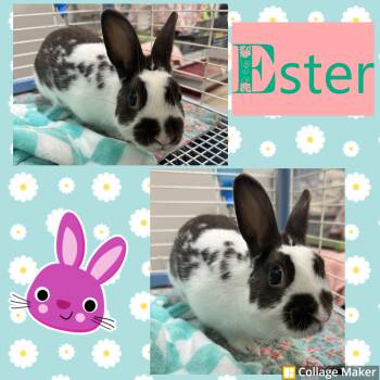 Rescue Rex Rabbits for Adoption in Clearfield, Pennsylvania - Ester | PetCurious