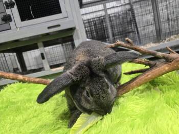 Lop Eared Rabbits Available for Adoption - Buddy | PetCurious