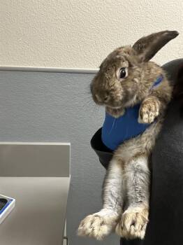 FESTER -  Bunny Rabbit Rabbit for Adoption in Las Vegas, Nevada - FESTER | PetCurious