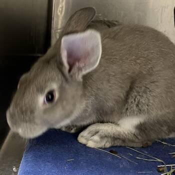 New Zealand Rabbits Available for Adoption in Grand Rapids, Michigan - Benny | PetCurious