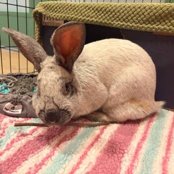 David Hasselhop -  Champagne Dargent Rabbit for Adoption in South Burlington, Vermont - David Hasselhop | PetCurious