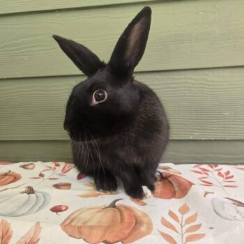 William (South Surrey) -  Bunny Rabbit Rabbit for Adoption in Vancouver, British Columbia - William (South Surrey) | PetCurious