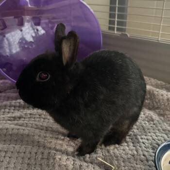 Bunny Rabbit Rabbits Available for Adoption in Hagerstown, Maryland - BUNEARY | PetCurious