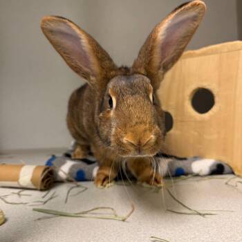 American Rabbits Available for Adoption in Pittsburgh, Pennsylvania - Sophie | PetCurious