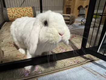 Petunia -  Holland Lop Rabbit for Adoption in Waynesboro, Virginia - Petunia | PetCurious