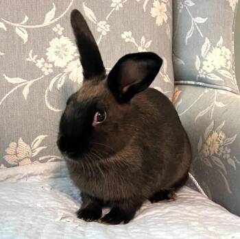Rescue American Rabbits for Adoption in Columbia, Maryland - Snoop Bunn | PetCurious