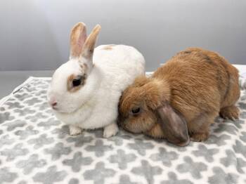 Celeste -  Mini Lop Rabbit for Adoption in Westford, Massachusetts - Celeste | PetCurious