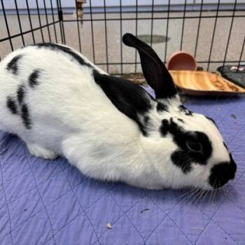 Rescue English Spot and Bunny Rabbit Rabbits for Adoption in Wheaton, Illinois - Astrid | PetCurious
