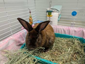 American and Flemish Giant Rabbits Available for Adoption in Chambersburg, Pennsylvania - Reginald | PetCurious