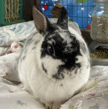 Rescue Netherland Dwarf Rabbits for Adoption in Kalamazoo, Michigan - Cleo | PetCurious