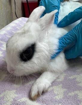 Domino -  American Rabbit for Adoption in Honolulu, Hawaii - Domino | PetCurious