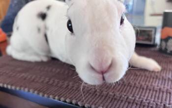 Rescue Rex Rabbits for Adoption in Gig Harbor, Washington - Mr. T | PetCurious