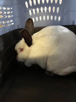 Rescue Bunny Rabbit Rabbits for Adoption in Camarillo, California - GLADYS | PetCurious