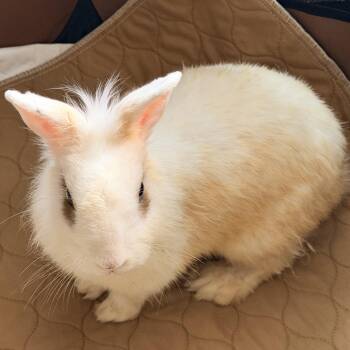 Appa -  Hotot and Dwarf Rabbit for Adoption in Springfield, Missouri - Appa | PetCurious