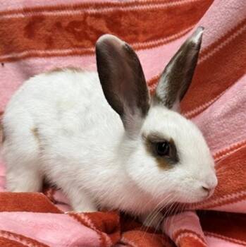 PLUTO -  Bunny Rabbit Rabbit for Adoption in Anchorage, Alaska - PLUTO | PetCurious
