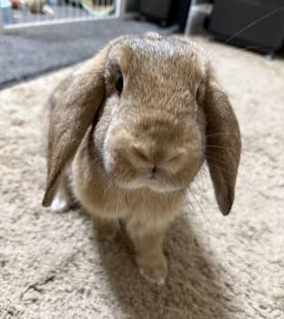 Jojo and Jelly (c) -  Mini Lop Rabbit for Adoption in Columbia, Maryland - Jojo And Jelly (c) | PetCurious