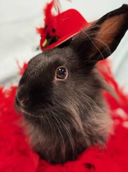 Rescue Lionhead Rabbits for Adoption in Westerville, Ohio - Talia | PetCurious