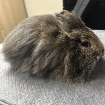 Gouti -  Lionhead and Netherland Dwarf Rabbit for Adoption in Gansevoort, New York - Gouti | PetCurious