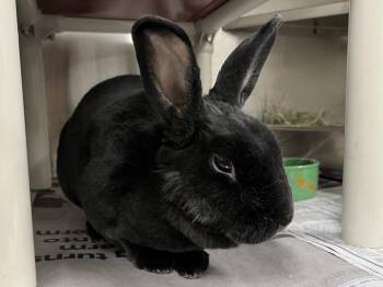 BRODY -  Bunny Rabbit Rabbit for Adoption in Derwood, Maryland - BRODY | PetCurious