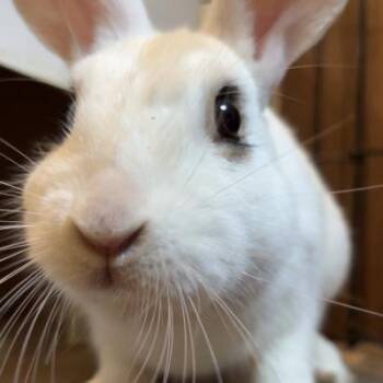 Fig -  English Spot and Bunny Rabbit Rabbit for Adoption in Kalamazoo, Michigan - Fig | PetCurious