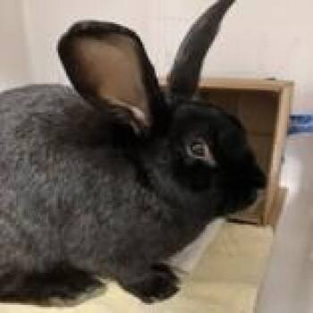 Merida -  New Zealand Rabbit for Adoption in Hilliard, Ohio - Merida | PetCurious
