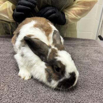 Papa Bun -  American Rabbit for Adoption in Murray, Utah - Papa Bun | PetCurious