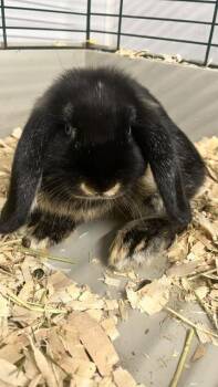 Energizer -  Holland Lop and Dutch Rabbit for Adoption in East Brookfield, Massachusetts - Energizer | PetCurious