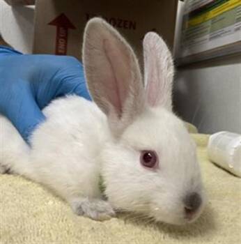 DANTE -  Bunny Rabbit Rabbit for Adoption in Camarillo, California - DANTE | PetCurious