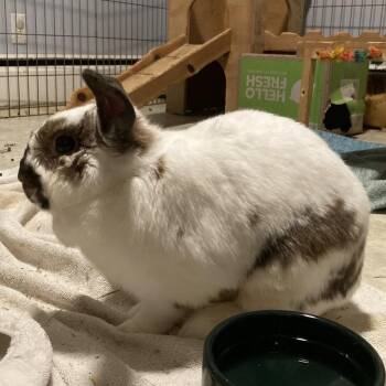 Dawn (and Smokey) -  Mini Lop Rabbit for Adoption in Baltimore, Maryland - Dawn (and Smokey) | PetCurious