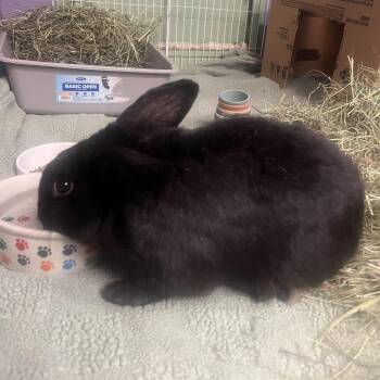 Road Runner -  American Rabbit for Adoption in Providence, Rhode Island - Road Runner | PetCurious
