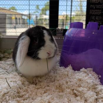 Chaco -  Holland Lop Rabbit for Adoption in Englewood, Florida - Chaco | PetCurious