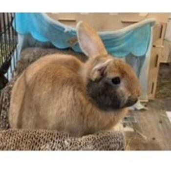 Rescue American Rabbits for Adoption in Clinton, New Jersey - Pepper | PetCurious