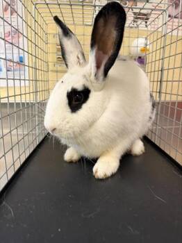 PHEOBE -  Bunny Rabbit Rabbit for Adoption in Fort Myers, Florida - PHEOBE | PetCurious