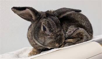 Rescue Bunny Rabbit Rabbits for Adoption in Camarillo, California - MAX | PetCurious