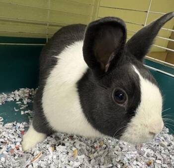 Dutch Rabbits Available for Adoption in Sioux City, Iowa - Agnes | PetCurious