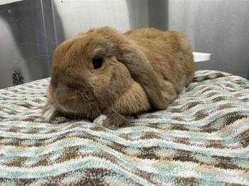 Holland Lop Rabbits Available for Adoption in Fairbanks, Alaska - COOKIE | PetCurious