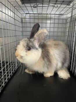 JASPER -  Bunny Rabbit Rabbit for Adoption in Fort Myers, Florida - JASPER | PetCurious