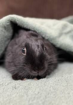 Martini -  Bunny Rabbit Rabbit for Adoption in Westerville, Ohio - Martini | PetCurious