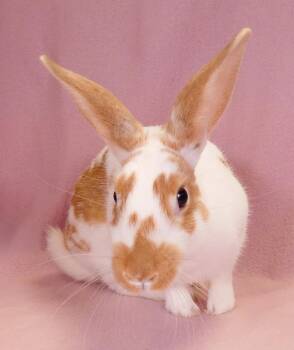 NOVA -  Bunny Rabbit Rabbit for Adoption in Pasadena, California - NOVA | PetCurious