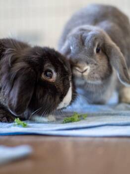 Rescue Lop Eared Rabbits for Adoption - Pavlova & Baryshnikov | PetCurious