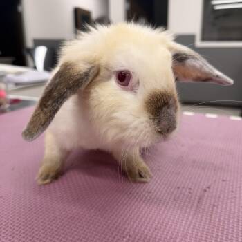 Bugsy -  Holland Lop Rabbit for Adoption in North Little Rock, Arkansas - Bugsy | PetCurious
