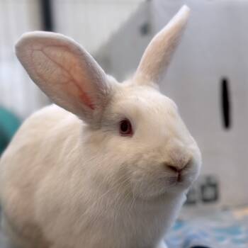Rescue New Zealand and Florida White Rabbits for Adoption in Kanab, Utah - Barb | PetCurious