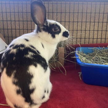 Rescue Bunny Rabbit Rabbits for Adoption in Burlingame, California - Apollo | PetCurious