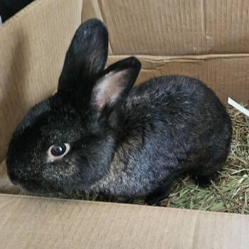 Havana Rabbits Available for Adoption in Foley, Alabama - Ivy | PetCurious