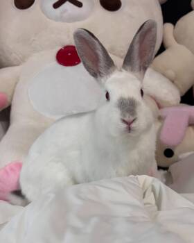 Jasmine -  Himalayan Rabbit for Adoption in Los Angeles, California - Jasmine | PetCurious