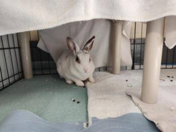 Claire -  Bunny Rabbit Rabbit for Adoption in Montreal, Quebec - Claire | PetCurious