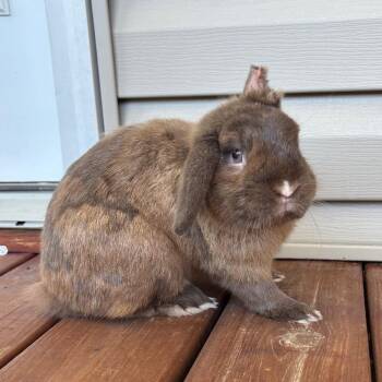 Moose -  American Rabbit for Adoption in Winston-salem, North Carolina - Moose | PetCurious