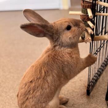 American Rabbits Available for Adoption - Papa | PetCurious