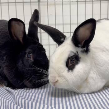 Nae -  New Zealand Rabbit for Adoption in Mill Valley, California - Nae | PetCurious